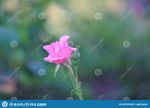 Colectie Imagini - vol.7, Dreamstime