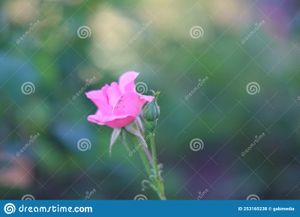 Colectie Imagini - vol.7, Dreamstime