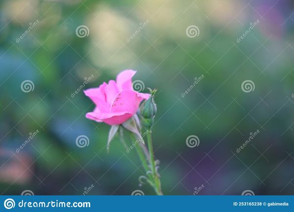 Colectie Imagini - vol.7, Dreamstime